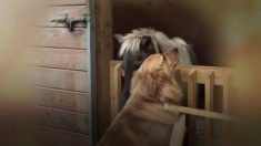 Une gentille chienne calme un cheval miniature abandonné et effrayé