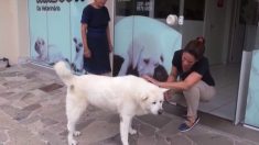 Depuis plus d’un an, ce chien en deuil refait le chemin de la promenade quotidienne qu’il avait l’habitude de faire avec son maître décédé