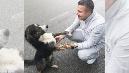 Chien héros : un cycliste blessé qui s’est échoué sur une montagne reçoit de l’aide d’un animal errant