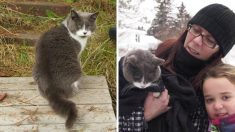 Un chat errant se transforme de « Gros Minou » à « P’tit Prince » après avoir vécu de dures épreuves pendant 2 ans