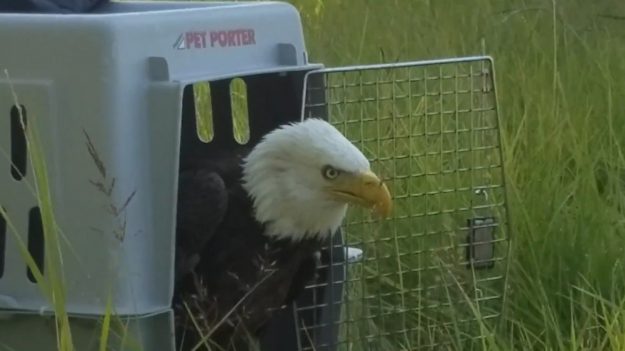 Un pygargue à tête blanche libéré dans la nature, un moment magnifique !