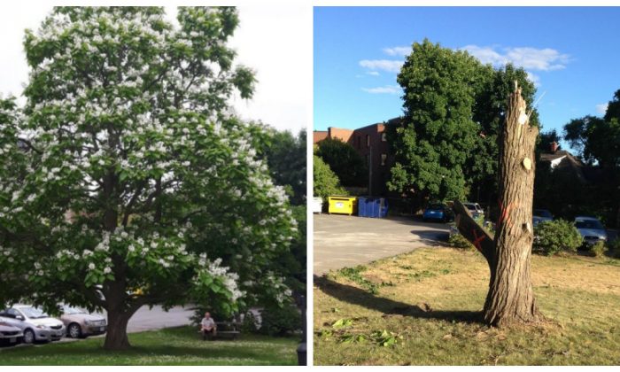 (g.) Un catalpa en fleurs, juin 2018. (d.) Même catalpa impitoyablement décapité jusqu'à la souche, juillet 2018. (Avec l'aimable autorisation d’Ilse Kyssa)