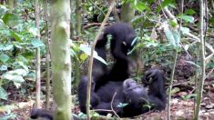 Des images d’un chimpanzé femelle jouant à l’avion avec son petit offrent réconfort et familiarité aux spectateurs