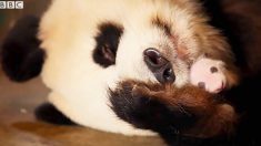 Un mère panda ne sait pas qu’elle a donné naissance à des jumeaux