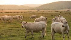 Elle s’enfuit d’une voiture volée, des vaches la prennent en chasse