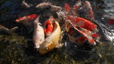 Ivres, ils tentaient de pêcher à l’épuisette des carpes koï dans une jardinerie