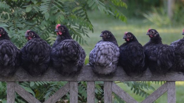 La poule landaise serait capable d’avaler 300 tiques par heure