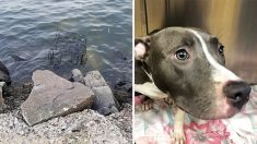 Un maître qui promenait son chien sauve un pit-bull abandonné, enfermé dans une cage devant la marée montante