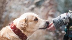 Une entreprise propose un « congé maternité » quand on adopte un animal !