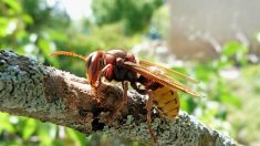 [Vidéo] : un ingénieur de l’Aude invente un piège qui capture les frelons asiatiques