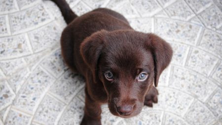 Un chien a été retrouvé sans vie dans le bassin de Mulhouse, vraiment insupportable !