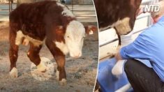 Ce jeune boeuf peut à peine marcher après avoir perdu son sabot. Après une longue convalescence, il se précipite dans l’herbe, sautant avec joie