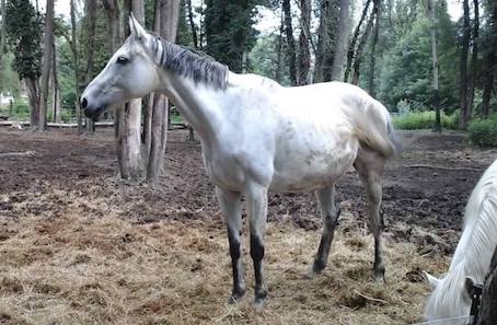 (Capture d'écran Facebook chevaux Escadron à sauver)