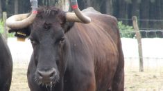 Une vache est graciée après s’être échappée en allant à l’abattoir