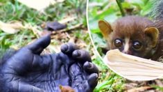 Un gorille à dos argenté se lie d’amitié avec un minuscule galago