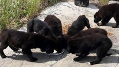 Sept chiots affamés découverts sur une île déserte canadienne