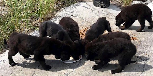 7 chiots retrouvés sur une île déserte, un croisement entre des labradors et des huskies. (Capture Tweeter@62200melanie)