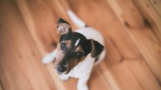 Un chiot volé dans un restaurant au Pays basque est retrouvé via Leboncoin.fr : il avait été revendu en… Provence