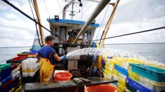 Fin de la guerre à la coquille Saint-Jacques entre Français et Britanniques