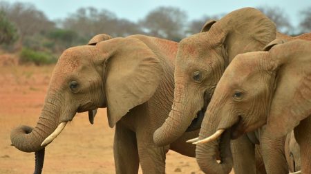 Près d’une centaine d’éléphants tués en quelques semaines au Botswana en Afrique Australe