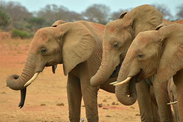 Environ 30 000 pachydermes sont victime chaque année du braconnage.      (Photo : SIMON MAINA/AFP/Getty Images)