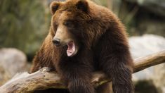 Un juge américain sauve la peau des grizzlis du parc de Yellowstone