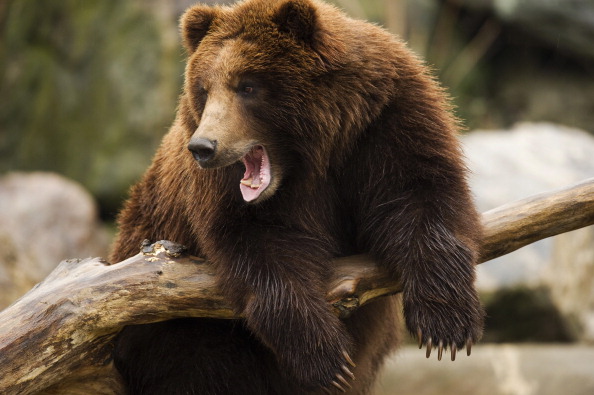 -Un ours brun photographié.  Photo : DON EMMERT / AFP / Getty Images.