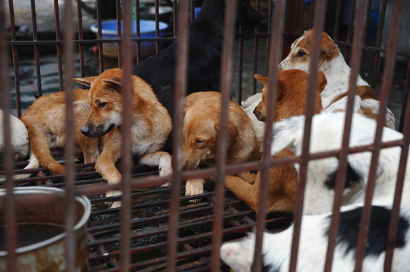   (Photo : HOANG DINH NAM/AFP/GettyImages)