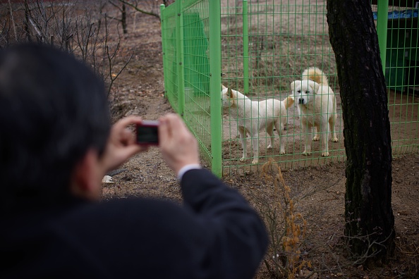 -Chiens de chasse nord-coréens de Pungsan offerts par le leader nord-coréen Kim Jong-Un au président sud-coréen Moon Jae. Photo JONES/AFP/Getty Images.