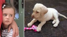 Une petite fille  se fait voler son petit chiot, quand la nouvelle de sa micropuce se répand, les voleurs le rendent