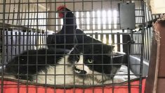 Une amitié improbable : un chat et un coq retrouvés blottis l’un contre l’autre à la suite d’un incendie de forêt dévastateur