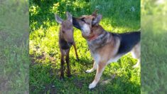 Un berger allemand se lie d’amitié avec un adorable petit élan qui a perdu sa mère