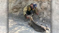 Des photos de pompiers au secours d’un cerf épuisé deviennent virales et sont applaudies