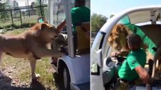 Un lion décide de voyager avec des touristes dans un parc safari en Crimée