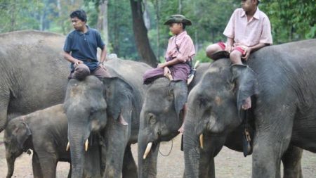 La demande du marché de la médecine chinoise cause une réduction de la population d’éléphants d’Asie en Birmanie