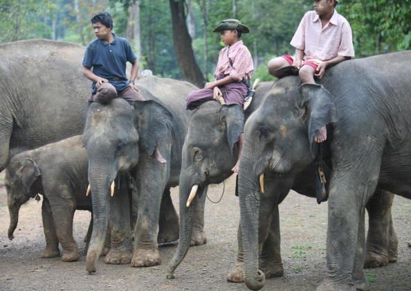 Des cornacs de Myanmar sont assis sur des éléphants en attendant des visiteurs à Ngwe Saung, au sud-ouest de Yangon, le 20 mai 2007. (Khin Maung Win/AFP/Getty Images)


