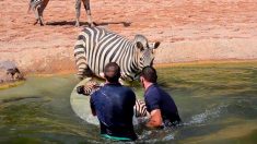 Les gardiens du zoo sauvent un zèbre nouveau-né de la noyade