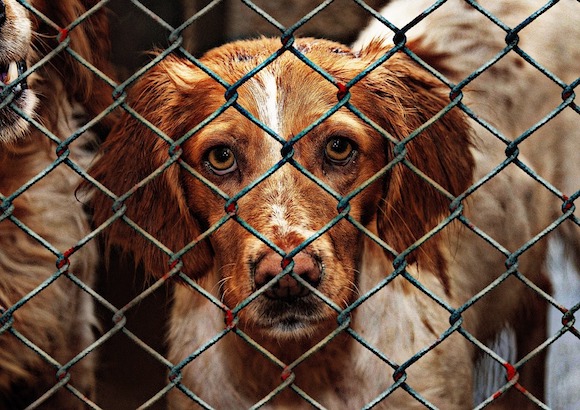 Chiens "maltraités" dans un élevage de Boves près d'Amiens. (Photo Pixabay)