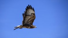 Belgique : un ornithologue découvre les cadavres de 13 rapaces, des espèces rares et protégées