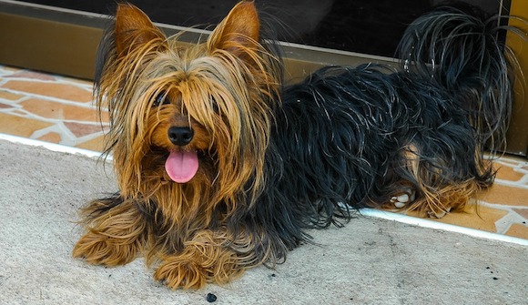 Fybie, un yorkshire terrier âgée de 8 ans a parcourue plus de 300km. (Photo Pixabay)