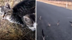 10 chatons abandonnés suivent une Australienne sur un kilomètre, jusqu’à chez elle