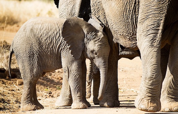 La peau d'éléphant prisée par les Chinois pour la fabrication de bracelets ou de perles à chapelets bouddhistes,