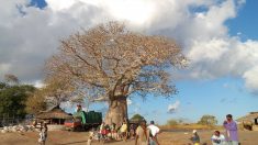 Les baobabs africains, aussi convoités que menacés