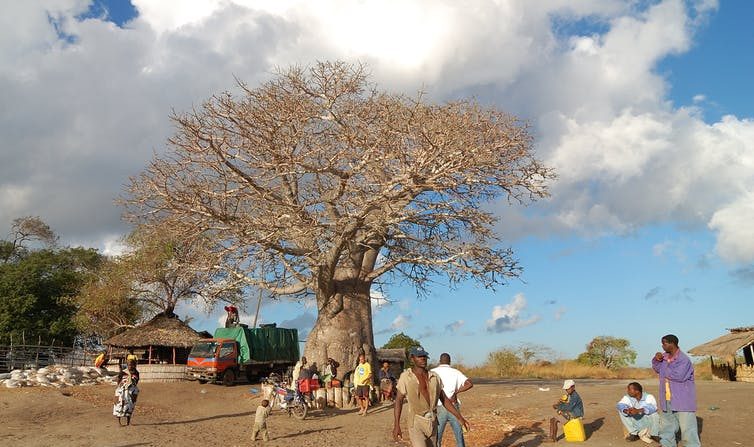 Au Mozambique. (Rosino/Flickr, CC BY-SA)