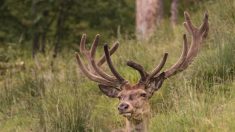 Un cerf blessé est abattu au fusil à pompe par la police pour mettre fin à ses souffrances