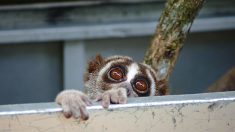 20 loris lents réhabilités dans la nature par des défenseurs de l’environnement en Indonésie