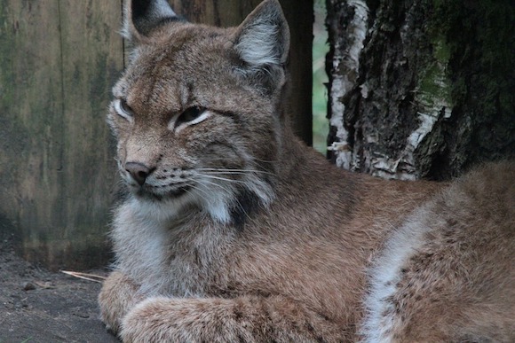 Un lynx détenu par un particulier dans un jardin du Val-de-Marne. (Photo Pixabay)