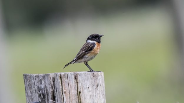 Le déclin inquiétant des oiseaux de nos campagnes : des ravages venant de l’industriel