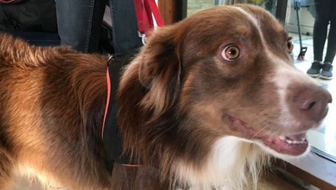  Boy, un berger australien de 4 ans, qui se chargera des rencontres et des visites avec les patients. (Capture d’écran Tweeter@Amis desaveugles)