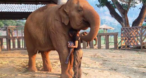 Un éléphant adulte s’endort comme un bébé quand la gardienne commence à chanter sa berceuse préférée